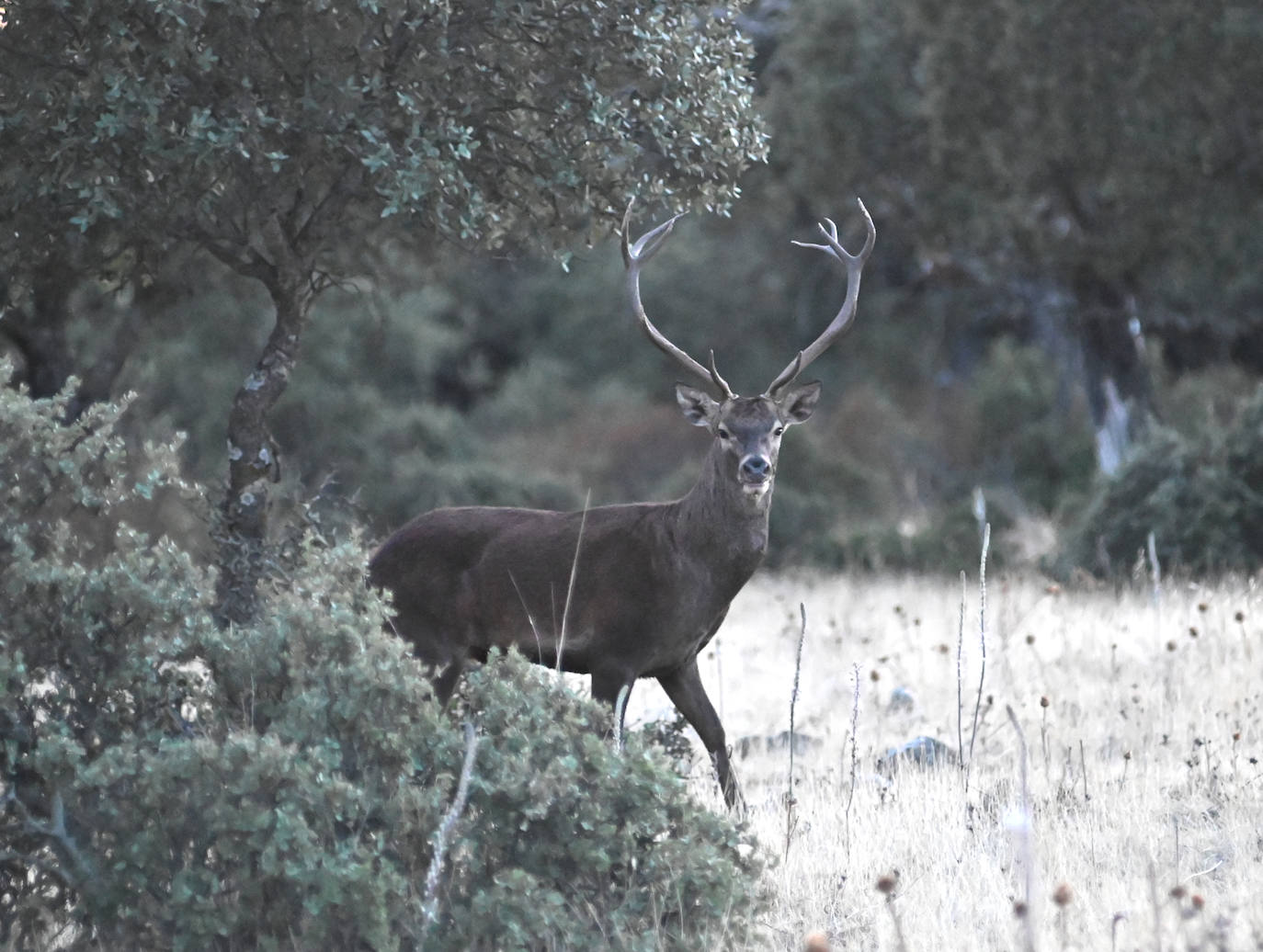 Berrea en Monfragüe