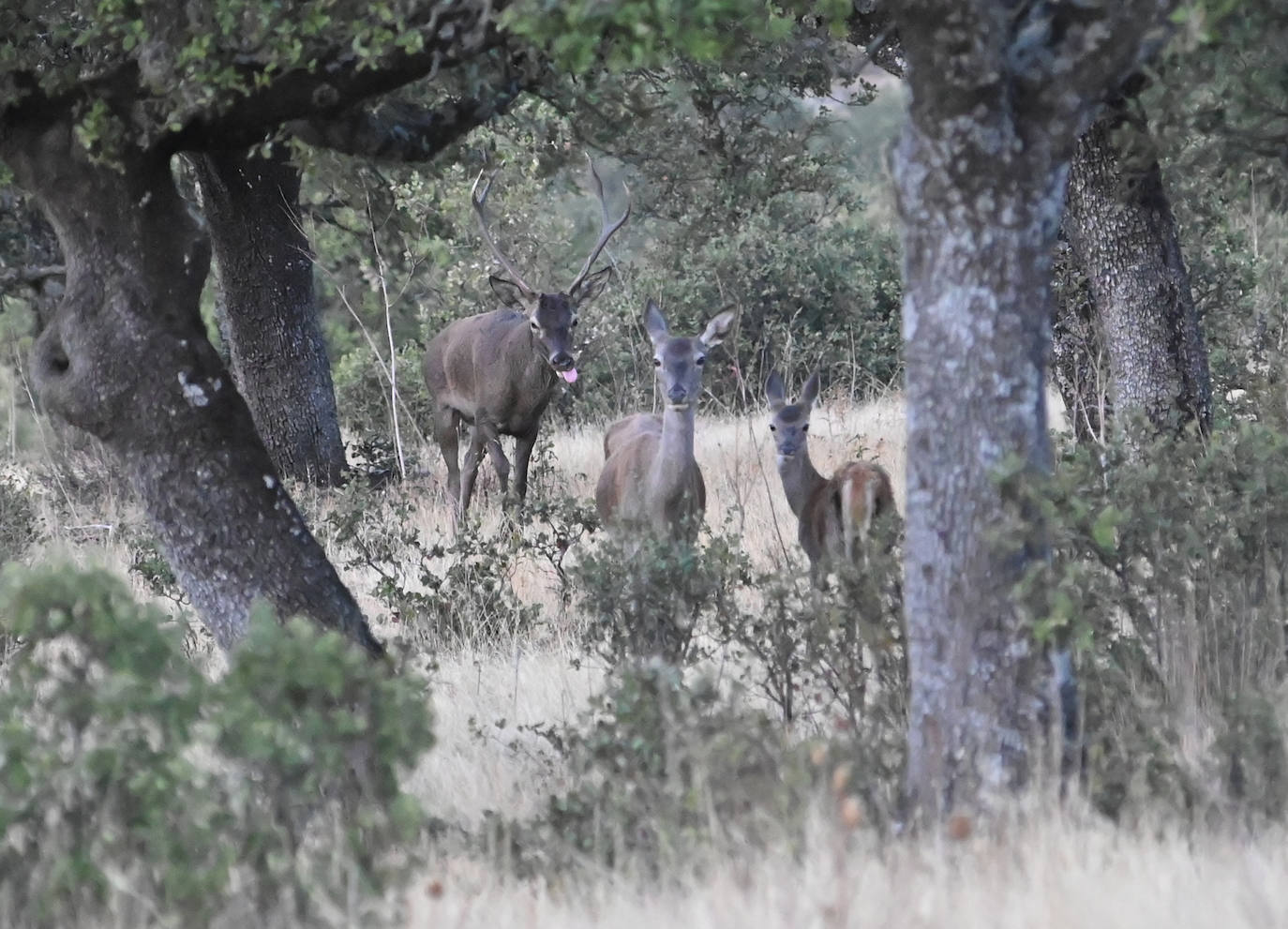 Berrea en Monfragüe