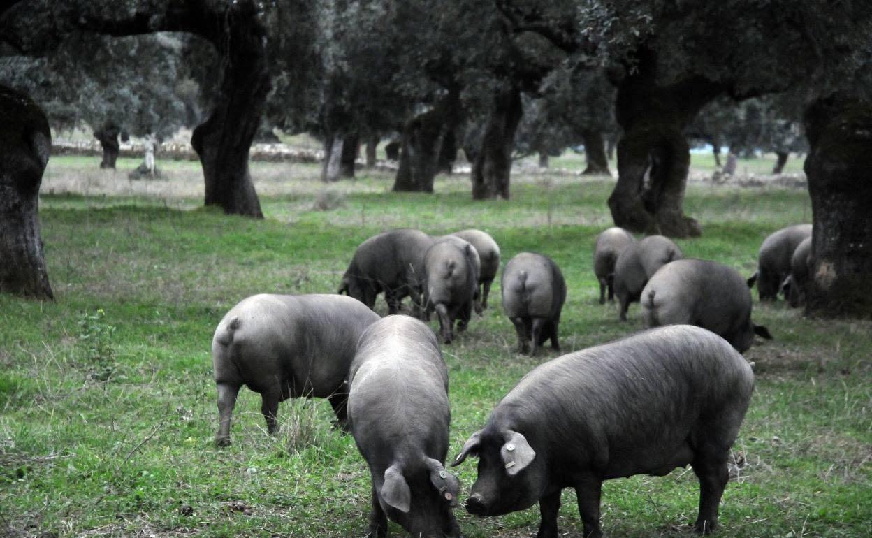 Cerdos ibéricos puros en una finca de Salvatierra de los Barros, en la Sierra Suroeste, durante la montanera. 