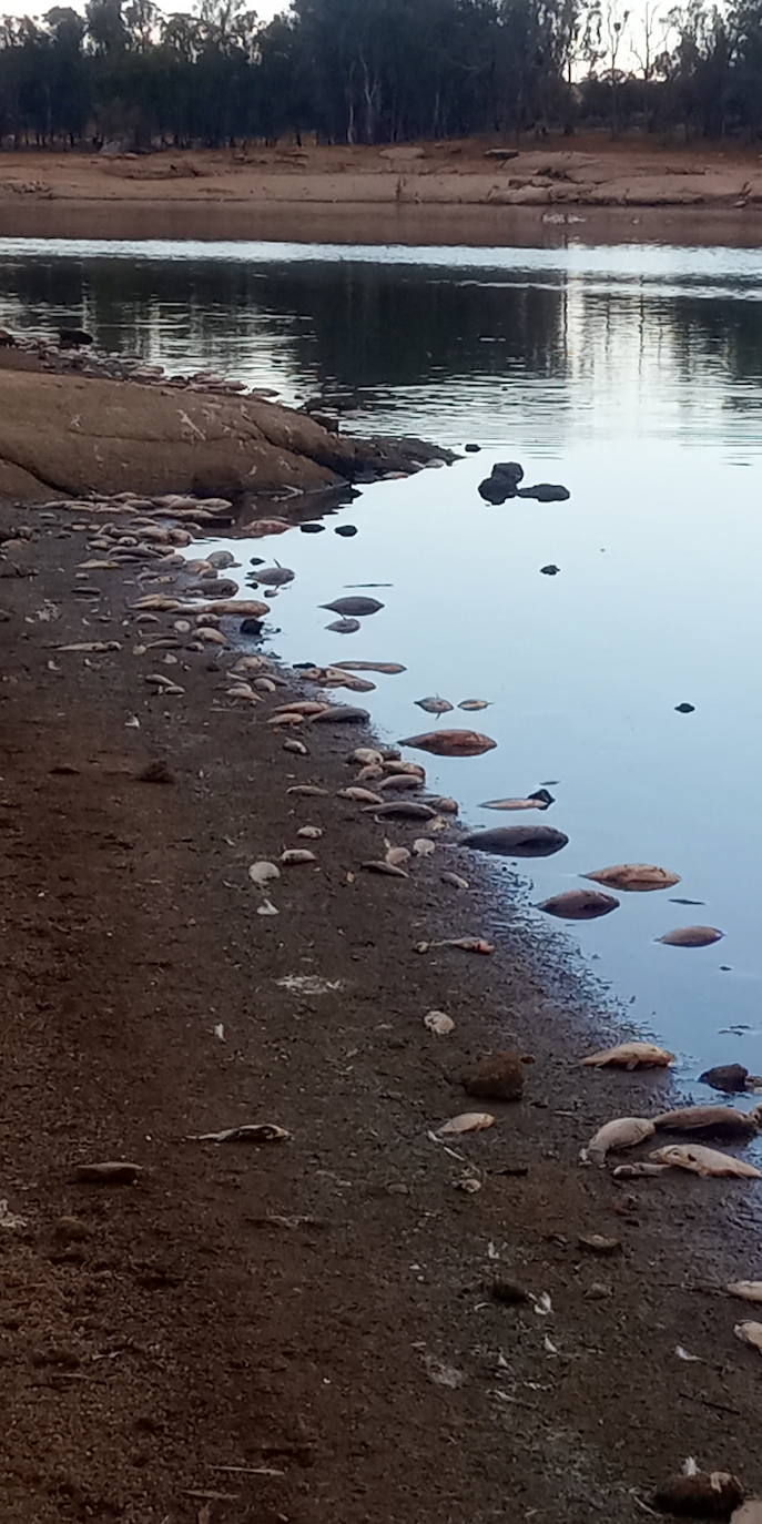 Fotos: Aparecen cientos de peces muertos en el pantano de Valdesalor