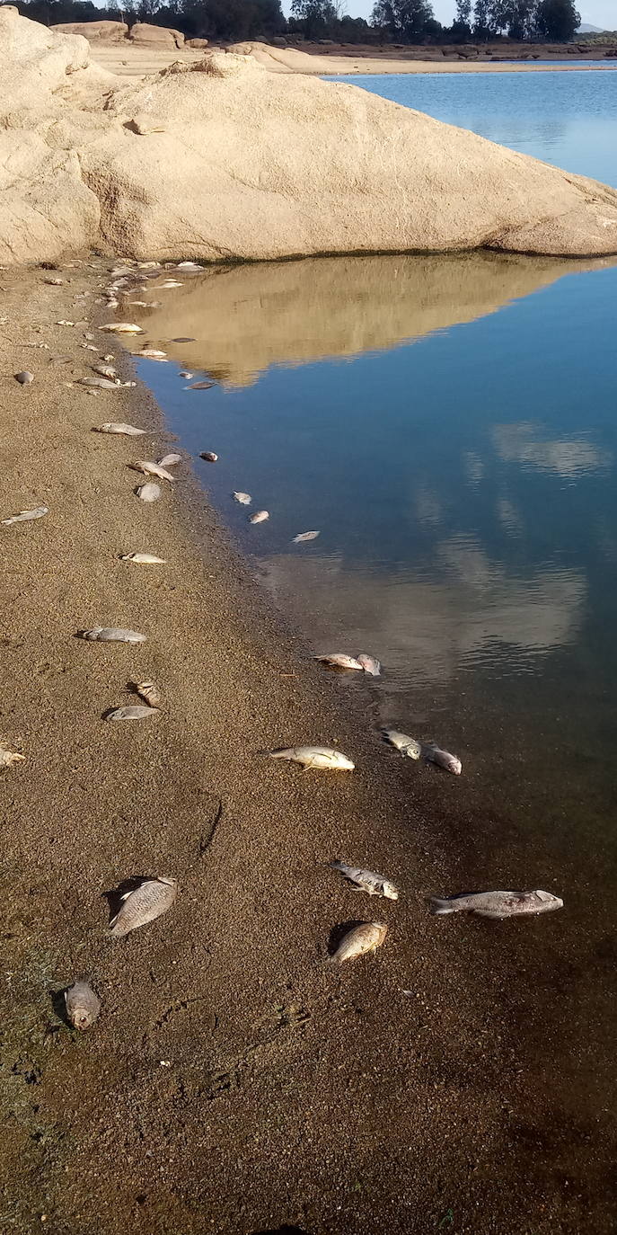 Fotos: Aparecen cientos de peces muertos en el pantano de Valdesalor