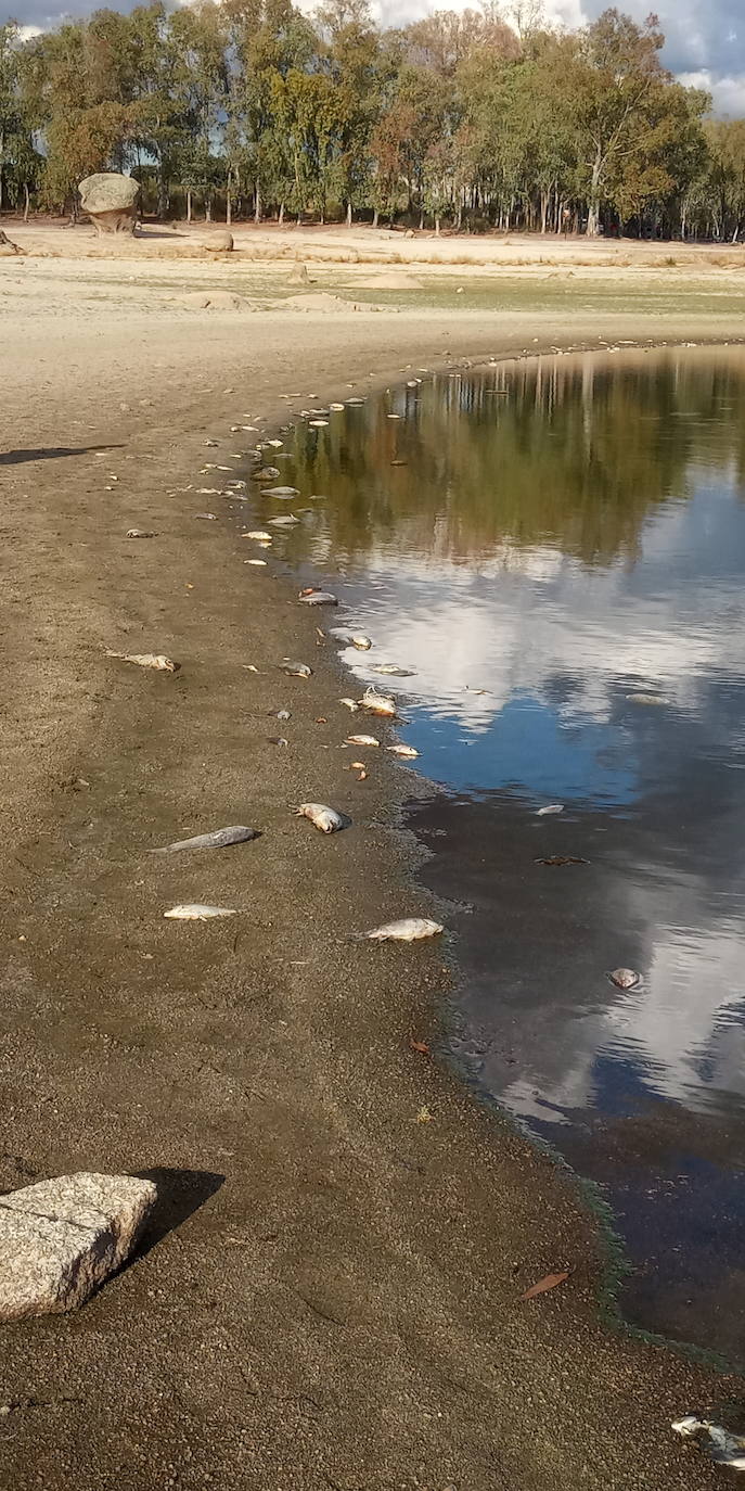 Fotos: Aparecen cientos de peces muertos en el pantano de Valdesalor