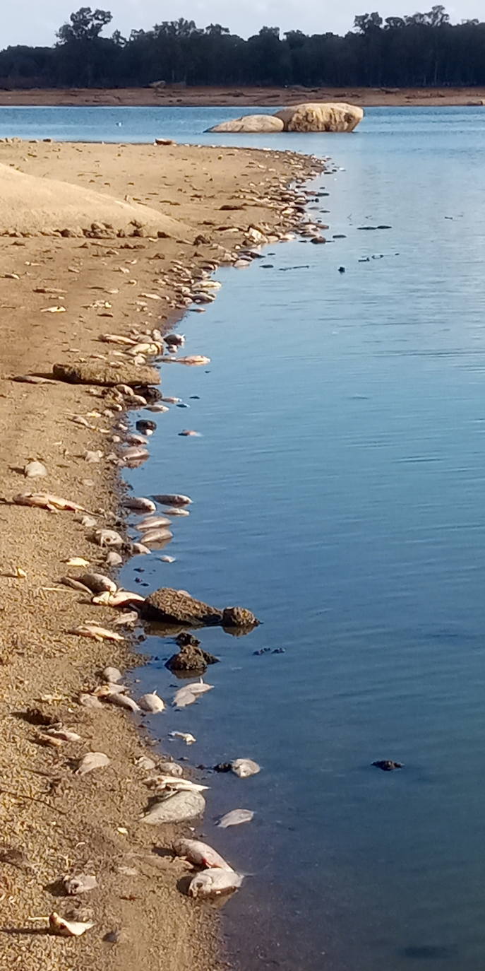 Fotos: Aparecen cientos de peces muertos en el pantano de Valdesalor