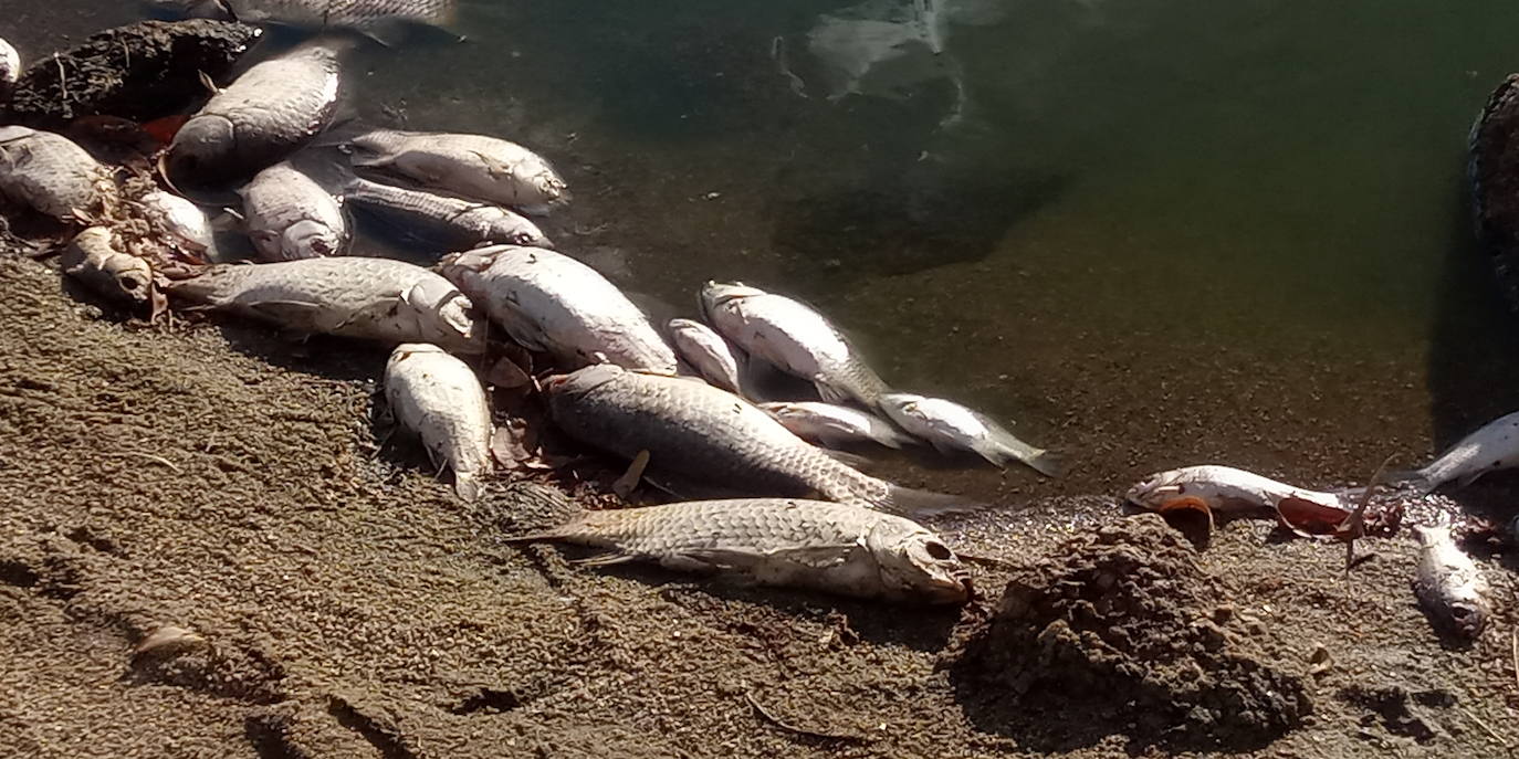 Fotos: Aparecen cientos de peces muertos en el pantano de Valdesalor