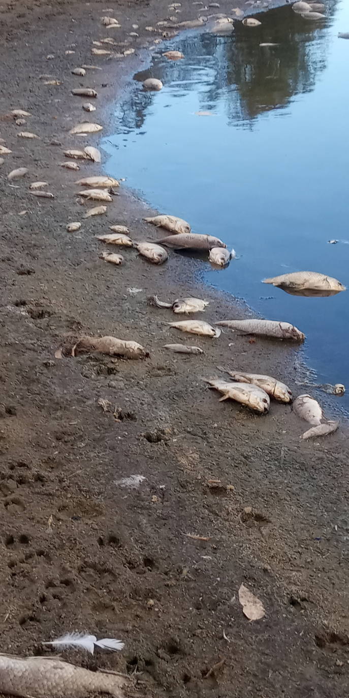 Fotos: Aparecen cientos de peces muertos en el pantano de Valdesalor