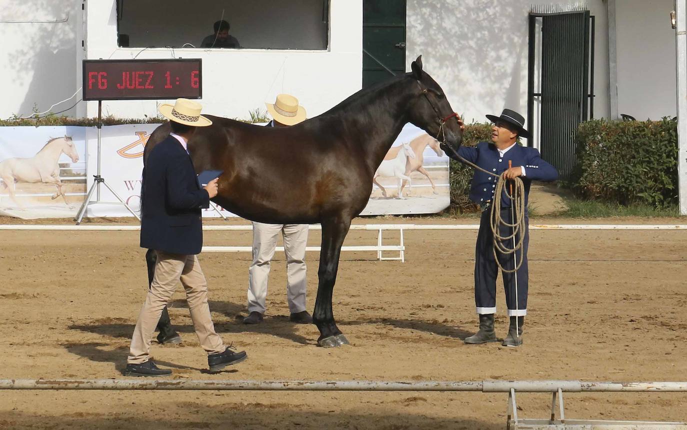 Fotos: Imágenes del primer día de la Feria Internacional Ganadera de Zafra