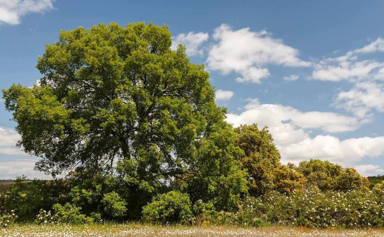 Previsión Aemet: ¿Qué tiempo hará en Extremadura los próximos días?
