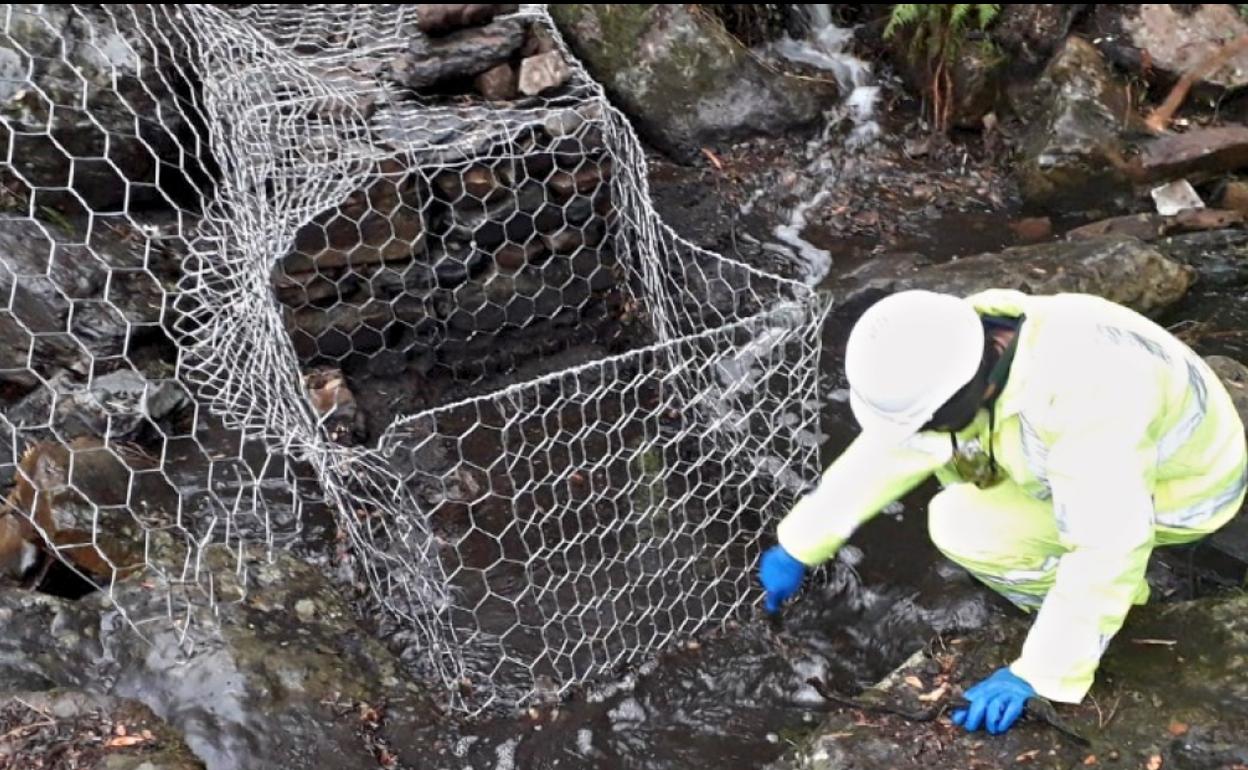 Actuación de la CHT en el río Ladrillar, en Las Hurdes. 