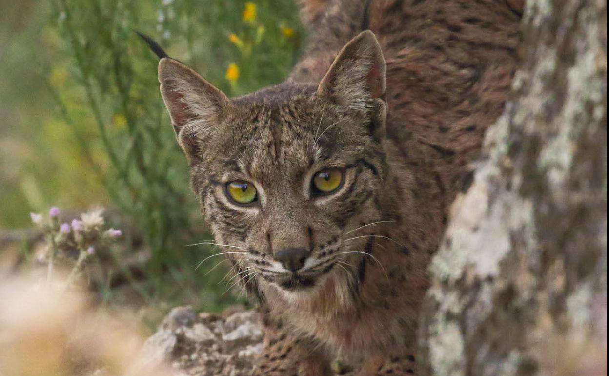 El lince ibérico es una especie en peligro muy alto de extinción. 
