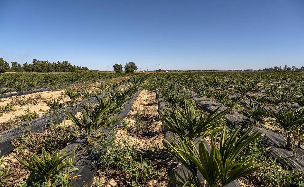 La Confederación del Guadiana dirigirá la transformación en regadío de una zona en Logrosán