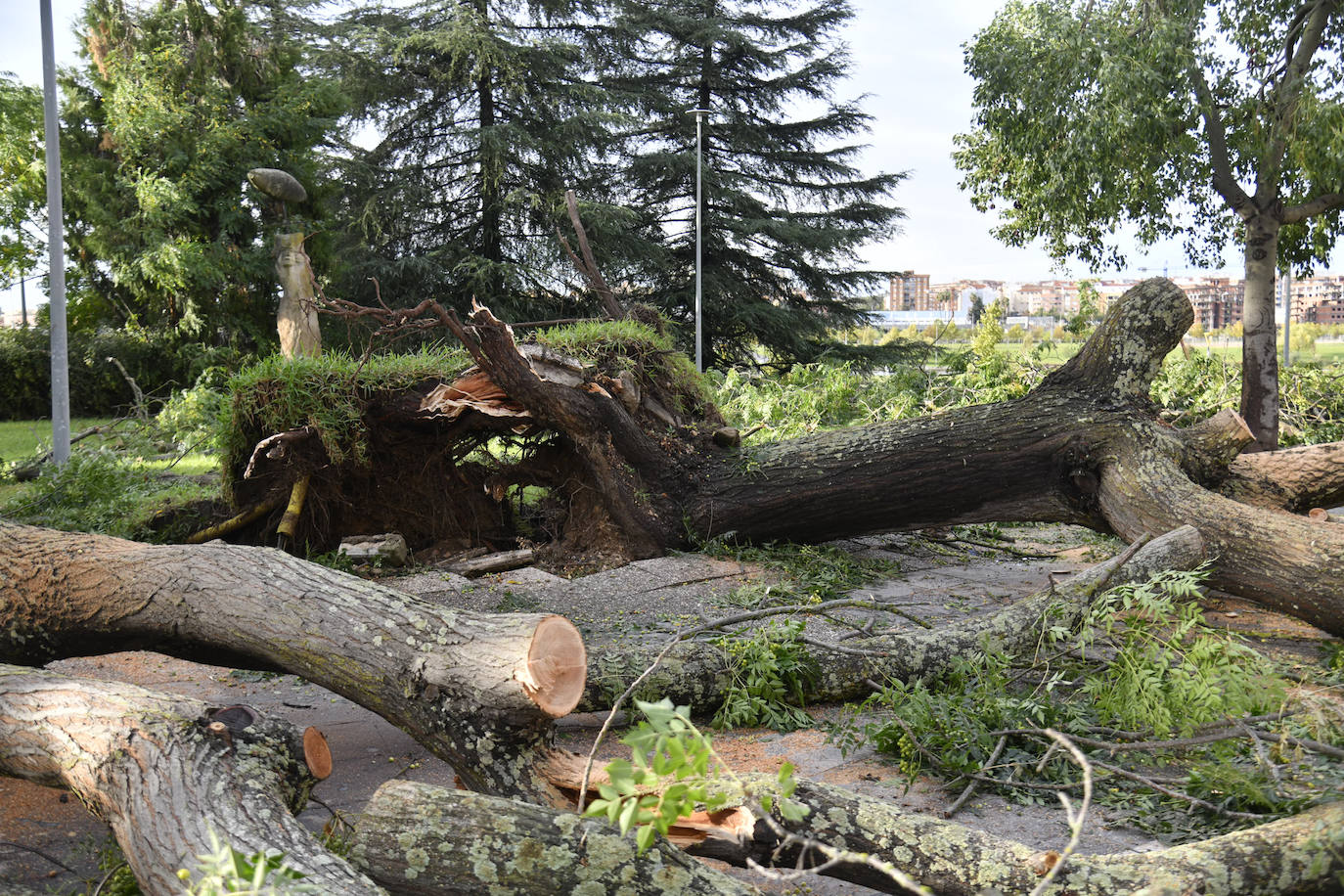 Fotos: La borrasca Béatrice causa desperfectos en Badajoz
