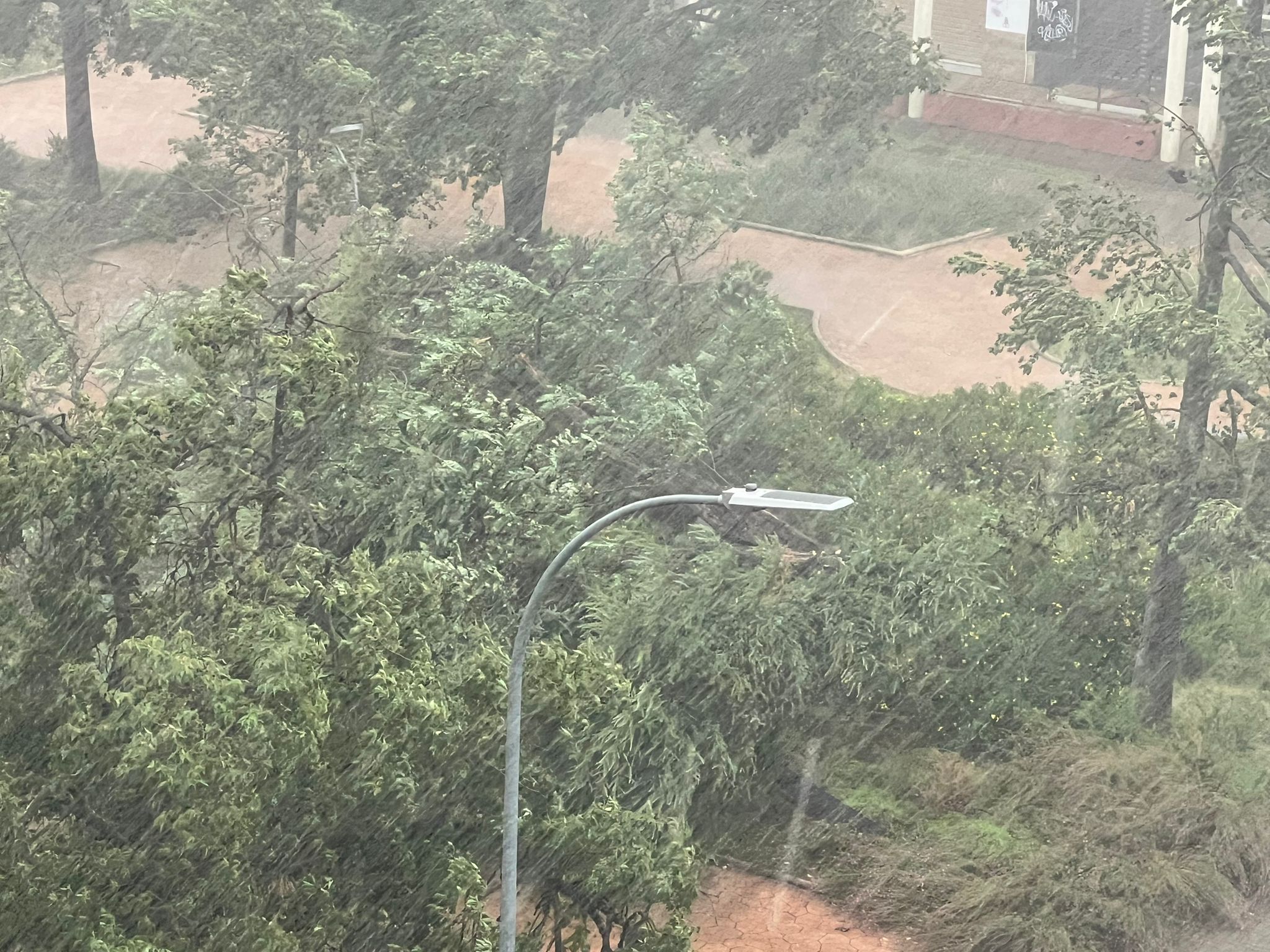 El viento tumbó dos árboles en la plaza de las Américas, cerca del Mercadona.