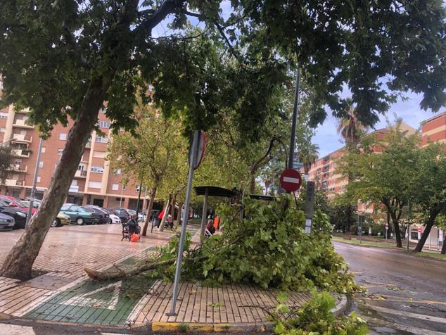 Rama sobre el acerado en Sinforiano Madroñero.