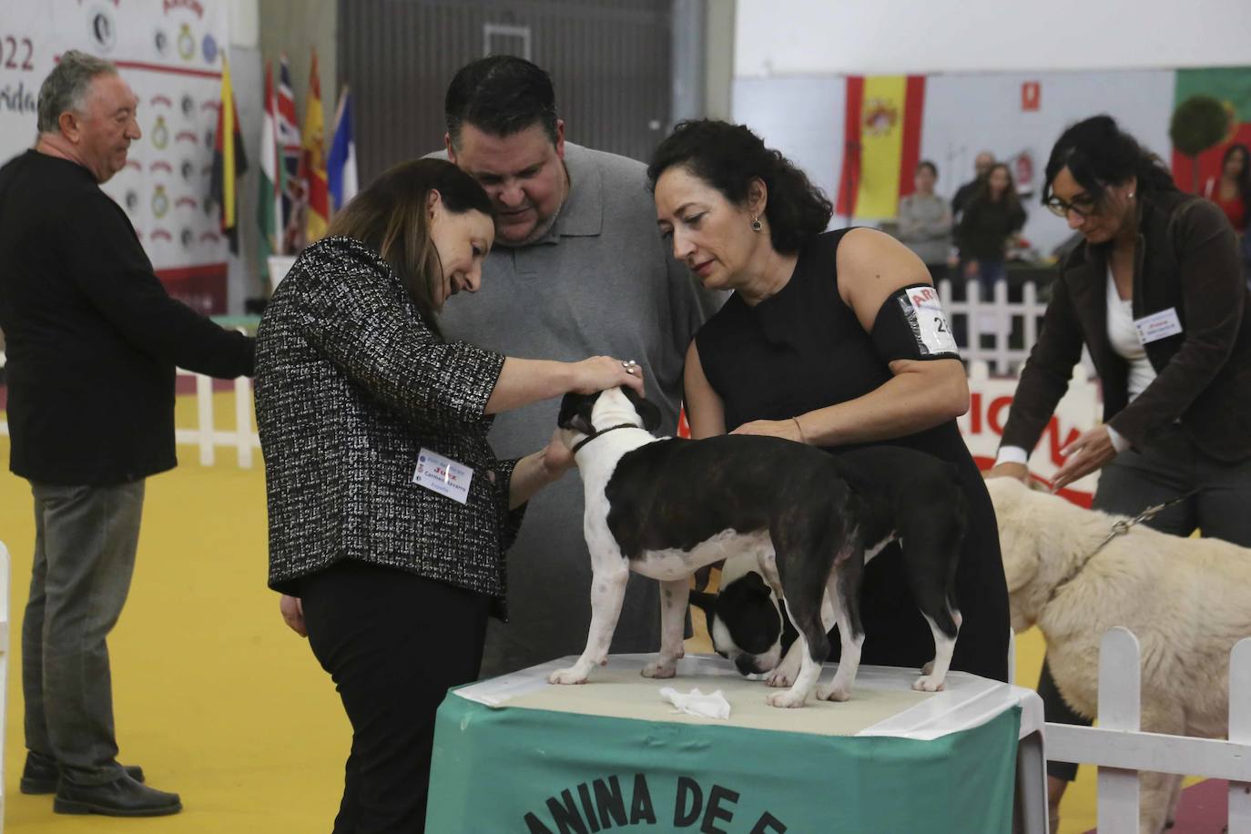 Fotos: Mérida acoge una exposición nacional canina