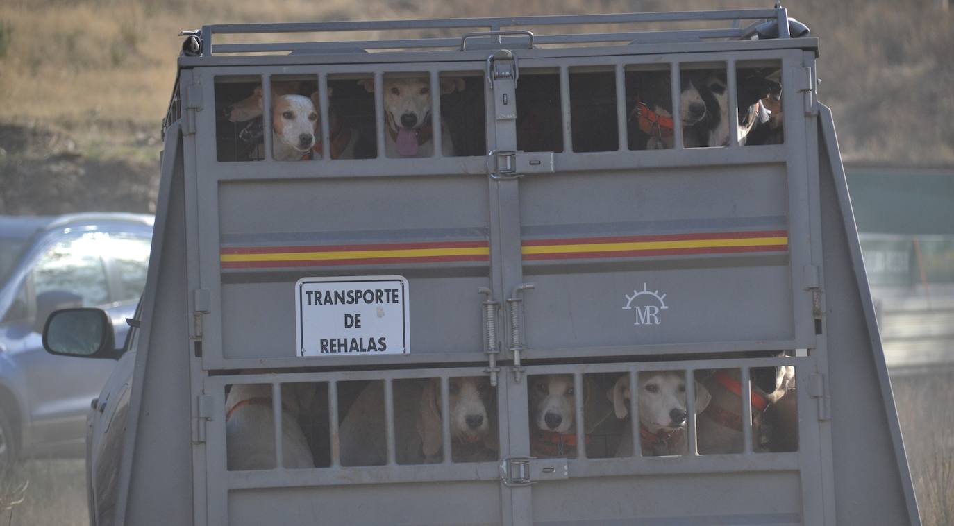 Perros de una rehala perfectamente transportados