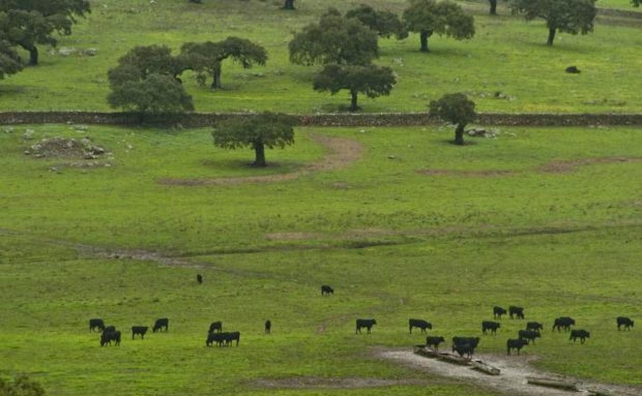 El suelo agrario pierde valor, pero no en Extremadura