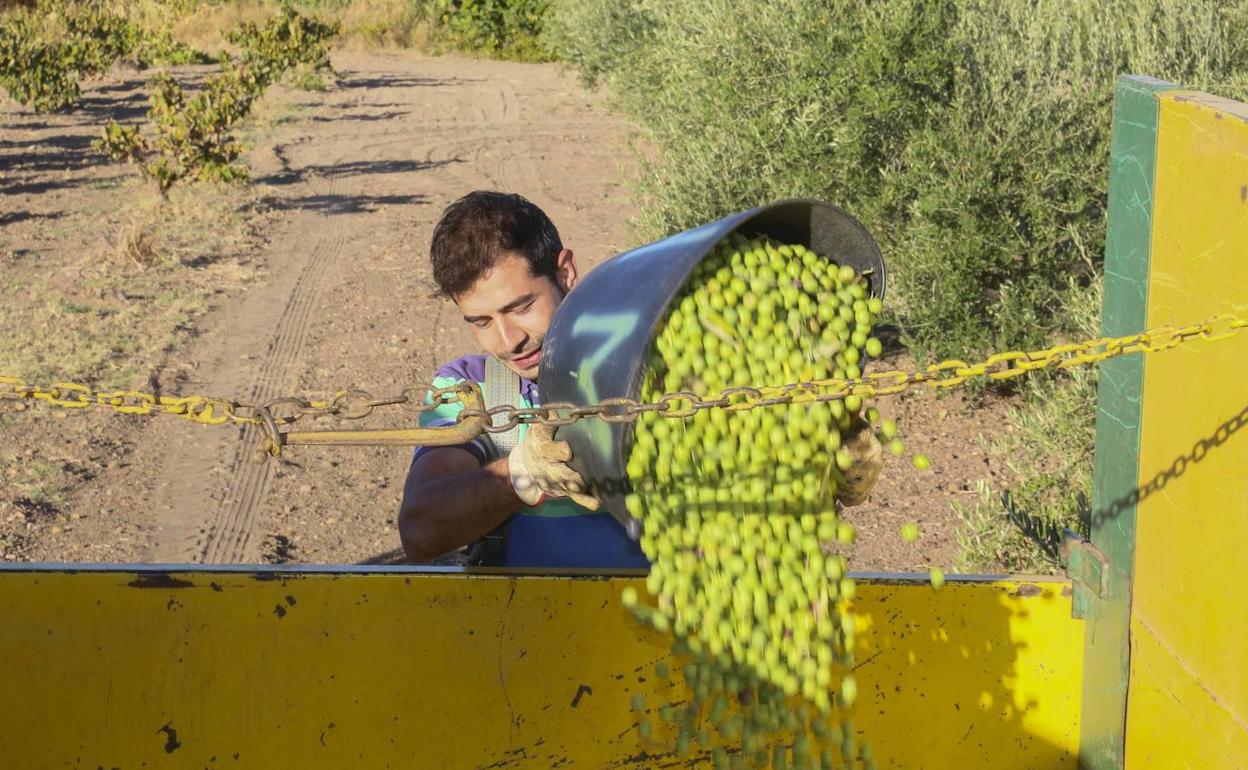 El sector agrícola, con la campaña de verdeo, protagonizó tanto la caída del paro como de la afiliación. 
