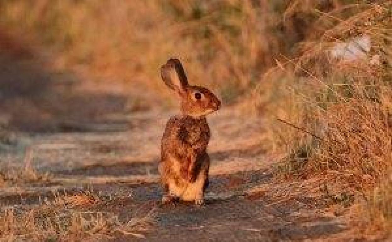 Sin márgenes para el conejo