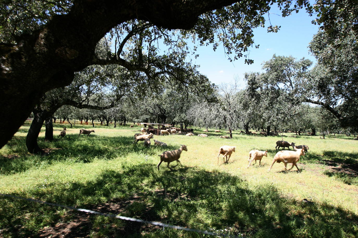 Alrededores de Albalá. El cadáver de 'El Piporro' apareció en las afueras del pueblo, dentro de un pozo.