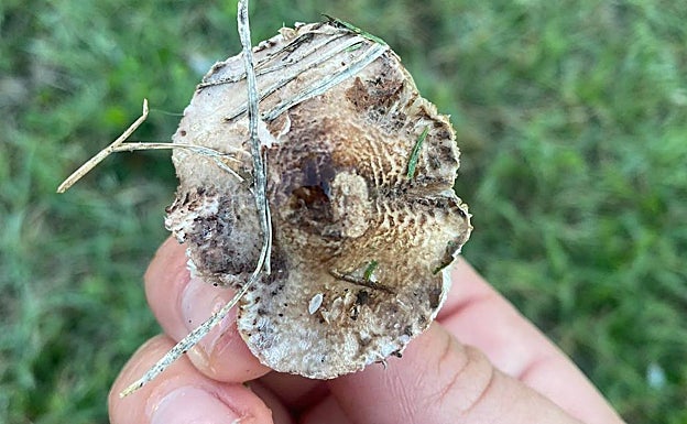 Ejemplar de seta Lepiota localizada en el parque del Rodeo. 