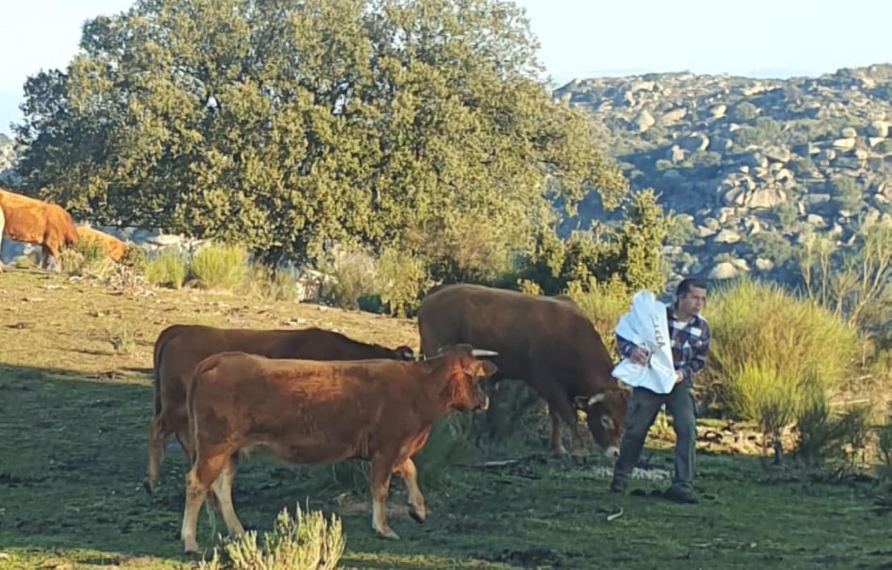 Fernández en la finca, alimentando a sus vacas. 