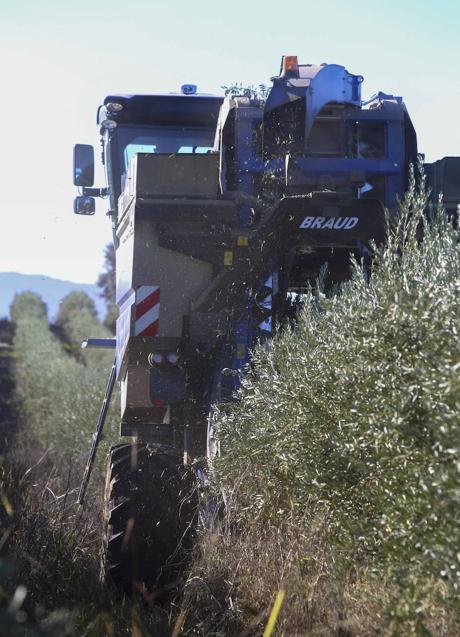 Imagen - Cosechadora de olivar superintensivo en una finca de Logrosán.