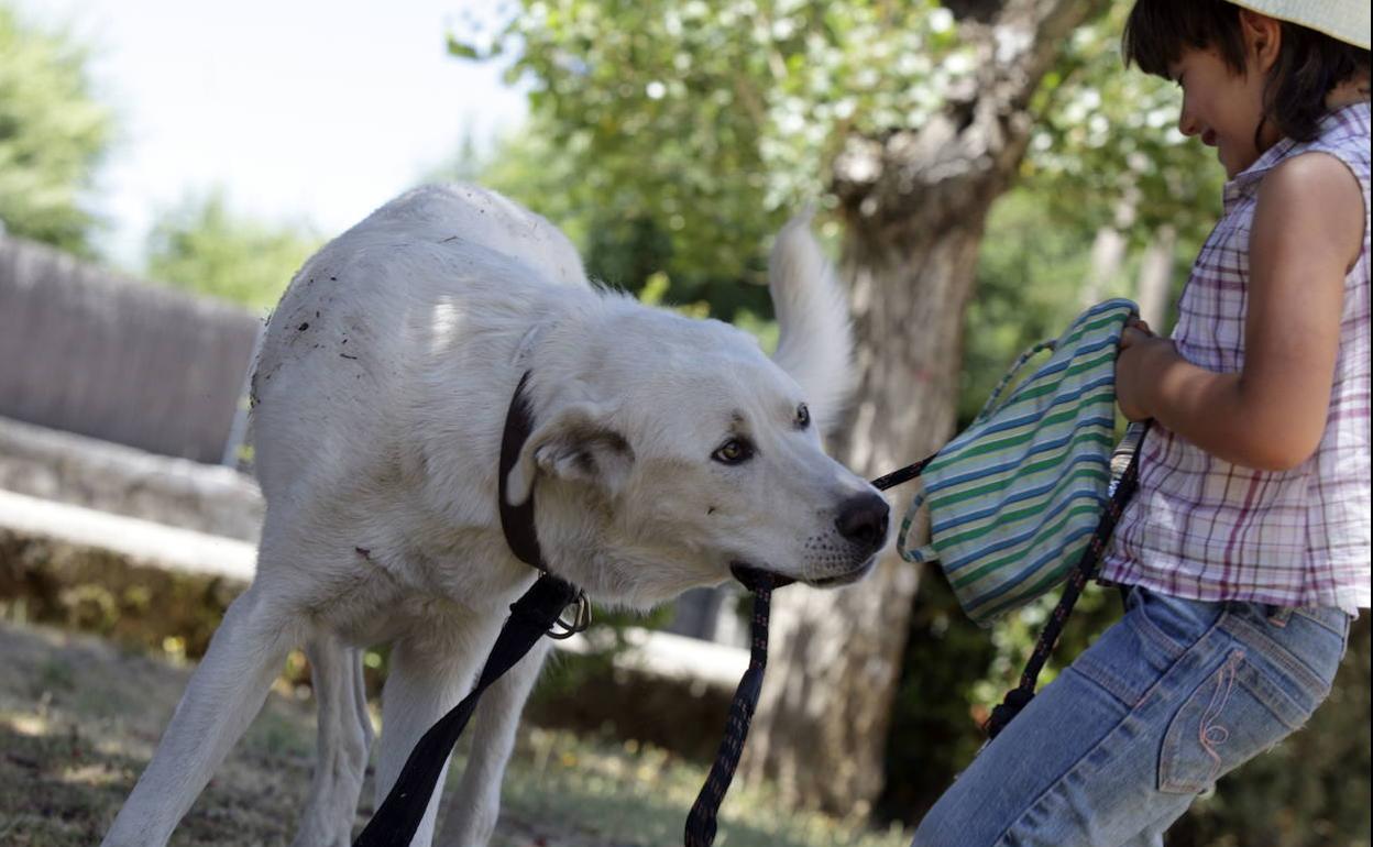 Uno de cada cuatro municipios extremeños ya tiene más perros que personas