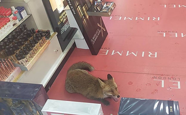 El zorro ha permanecido cerca de media hora en la perfumería, para pasmo de trabajadores, clientes y viandantes.