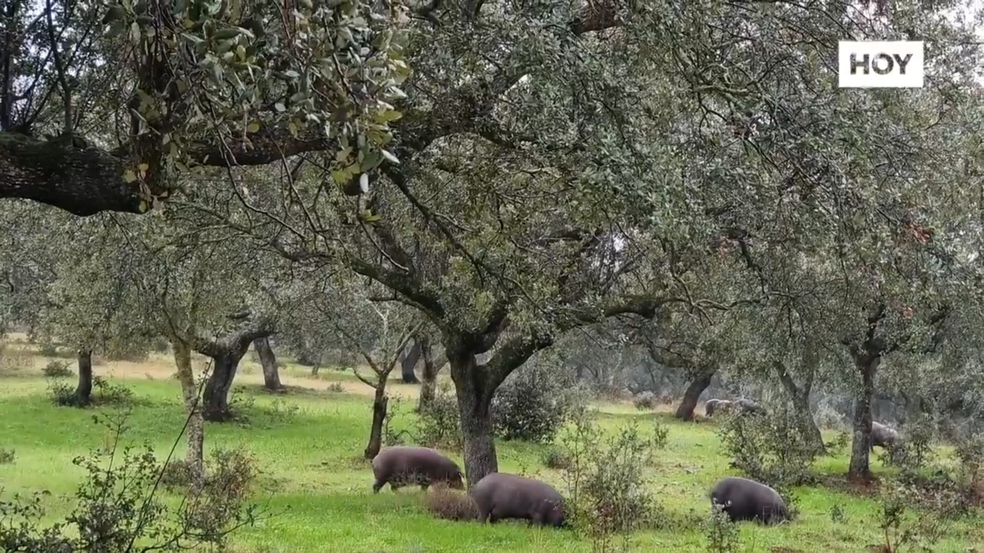 El ibérico se ajusta en montanera