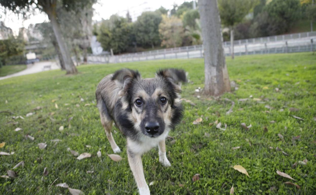 La ciudad y los perros. Un poco de matemáticas