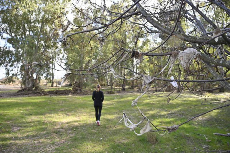 Las toallitas y compresas llegaron a los árboles más altos.