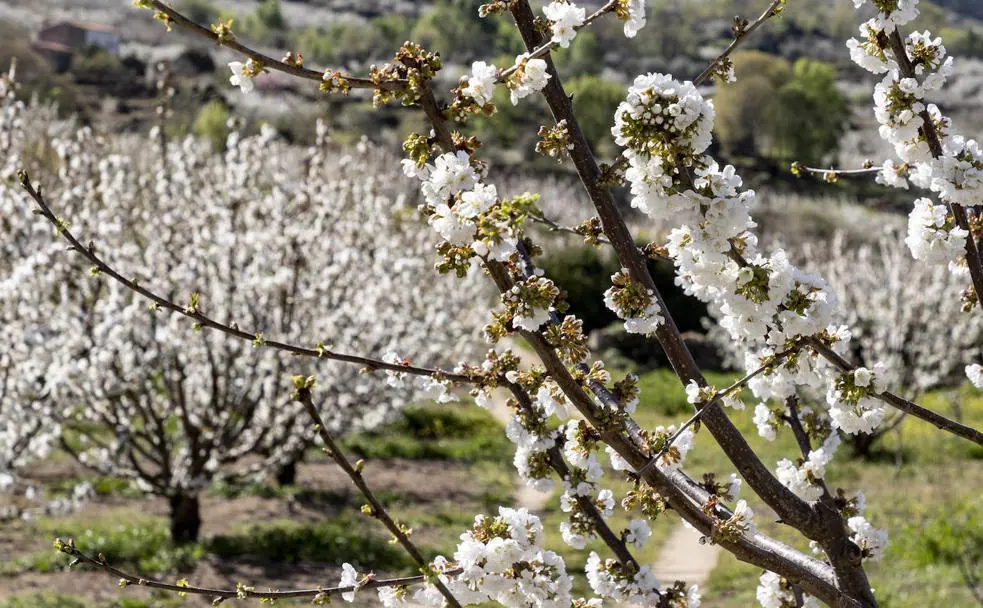 Fiesta del Cerezo en Flor 2023 del 17 de marzo al 1 de abril