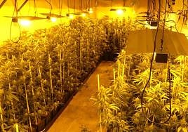 Intervienen 300 plantas de marihuana de una plantación en una nave de Don Benito