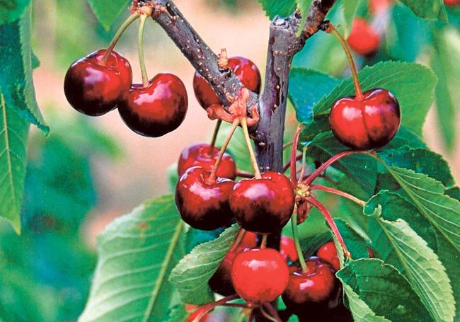 Tras las floración da lugar el fruto.