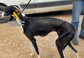 Galgo desnutrido encontrado por la Guardia Civil en una nave de Valdelacalzada.