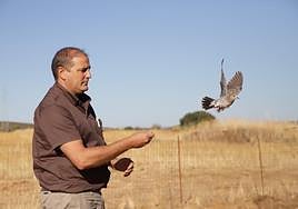 Anillamiento de tórtola.