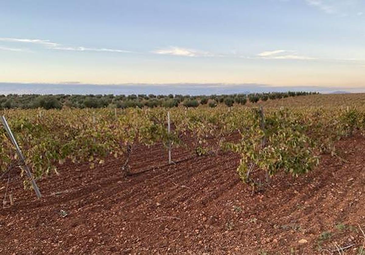 Más de 6.000 extremeños registran solicitudes de la PAC