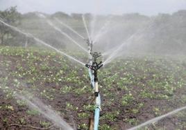 Cae la superficie de cultivo en Extremadura