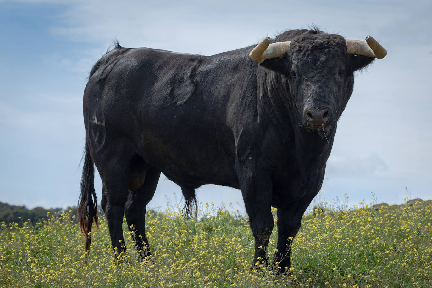 Estos son los toros que se lidiarán el sábado en la goyesca de Almendralejo