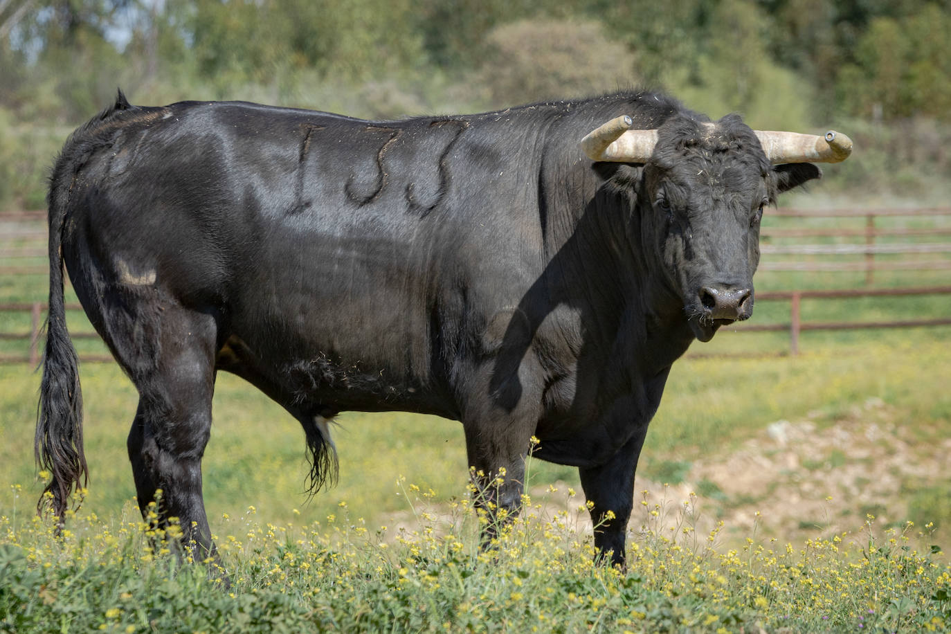 Estos son los toros que se lidiarán el sábado en la goyesca de Almendralejo