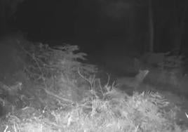 Lobo captado por una cámara en Extremadura.