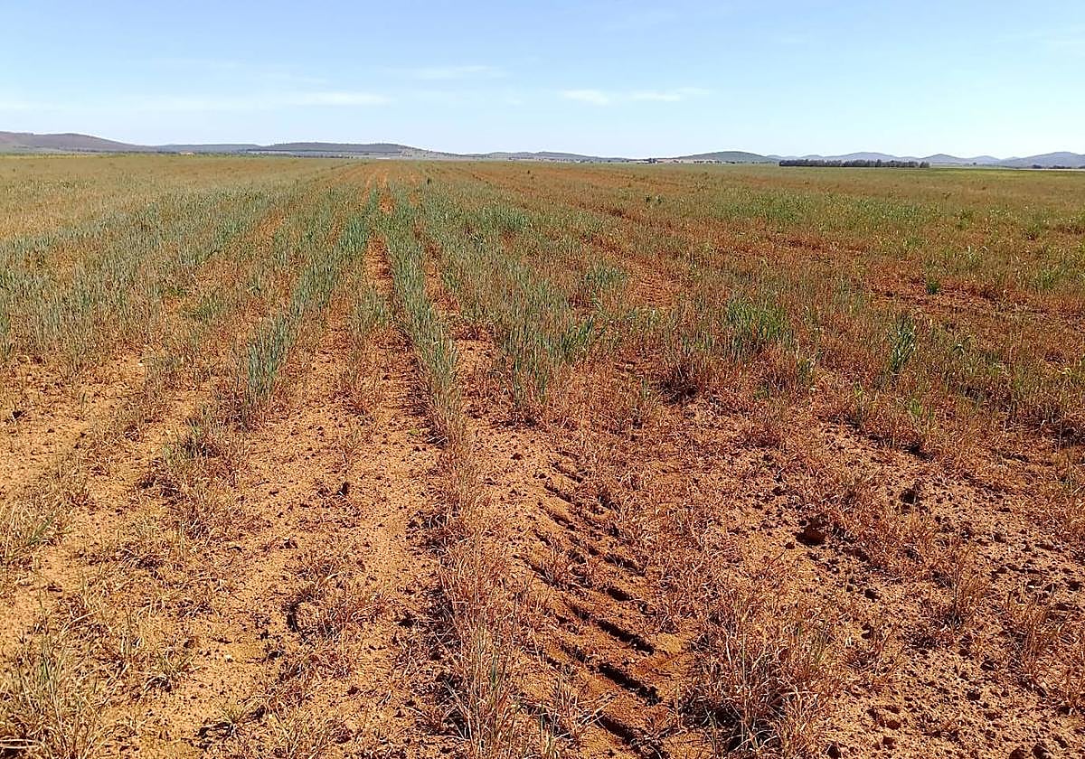 Imagen de archivo de la sequía que azota los campos de cereales extremeños.