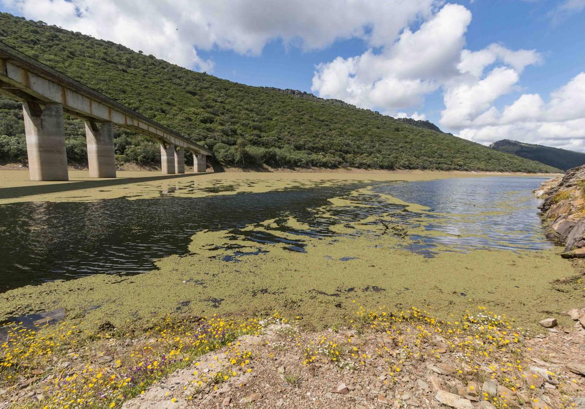 Alfombra de azolla en el río Tajo.