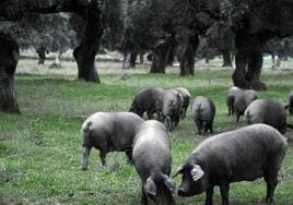 Ejemplares de cerdo ibérico en plena dehesa extremeña.