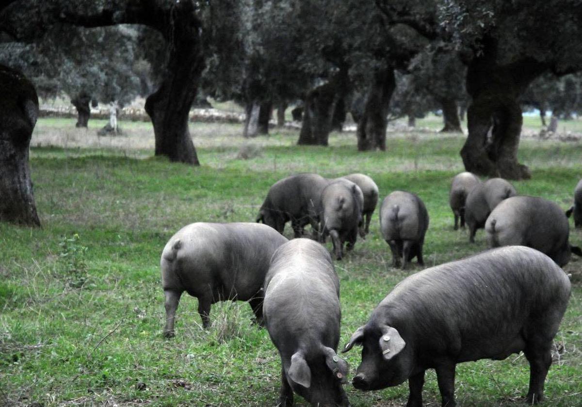 La organización que representa la industria del ibérico tiene nueva junta directiva