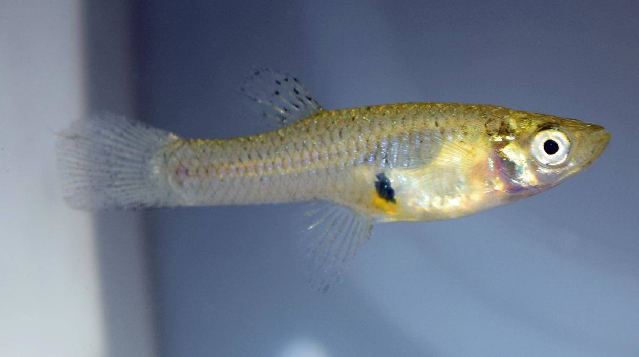 La gambusia, el pez invasor que los hermanos De Buen, trajeron de Estados Unidos a Cáceres para acabar con la malaria.