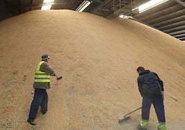 Arroz almacenado en Casat, en Don Benito.