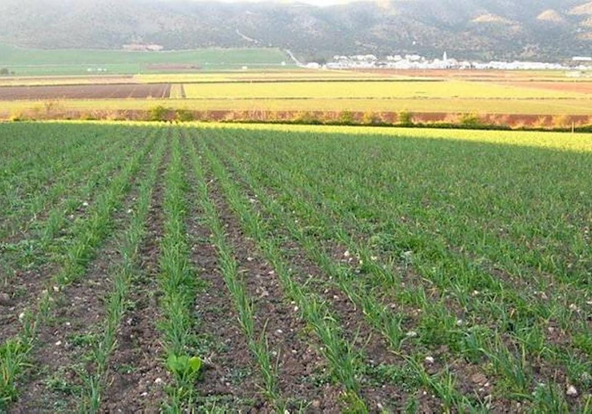 Finca de producción ecológica.