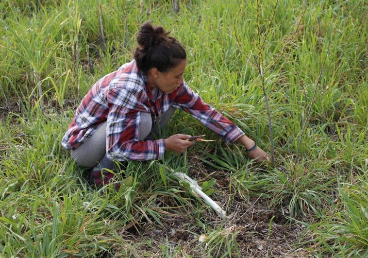 La agricultora María Minguell en una de sus chagras, recogiendo lo que le da la tierra.