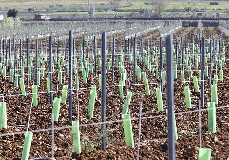 Parcela recién plantada con olivar en superintensivo que antes ocupaba frutales en las cercanías de Calamonte, al lado de Mérida.
